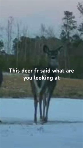 She said “who me” lol #deer #trailcameras #deerhuntingwithdogs #deerhunting #￼tactacam #viral #fypシ