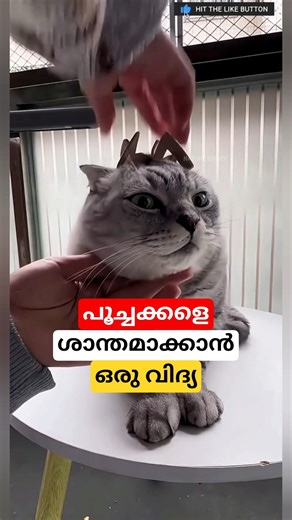 പൂച്ചക്കളെ വരുതിയിലാക്കാൻ ഒരു വിദ്യ #shortsvideo #cat #malayalam