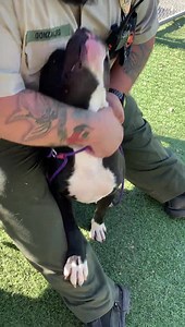 3.4K views | #A5435617 ERNIE 9 month old lovable Pit Bull stray on...