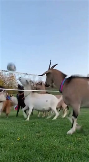 Goat's Acrobatic Fail in an Epic Animal Volleyball Match
