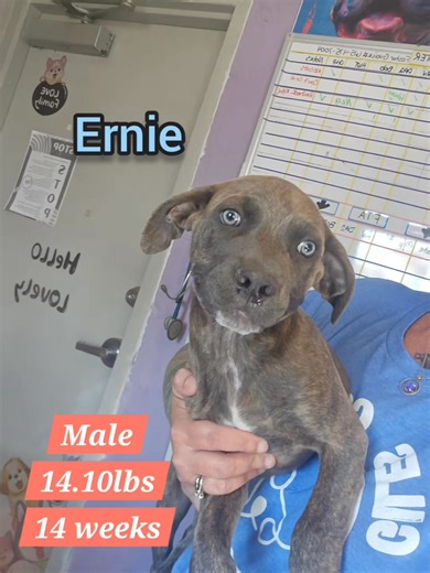 🦠 Parvo Awareness: Meet the Sesame Street Crew 🐾 Parvovirus or "parvo" is one of the most heartbreaking diseases a shelter can face. It’s a highly contagious and often deadly virus that attacks a dog’s intestinal tract. Parvo spreads easily through contaminated feces, surfaces, and even shoes or clothing and it can survive in the environment for months. 👉 The incubation period is typically 2–14 days, meaning a dog can appear perfectly healthy while already carrying and spreading the virus. Th