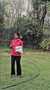 From Dry to Green 🌱 Lawn Makeover with Urea & Water #Shorts