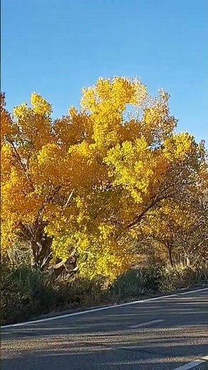Peaceful Autumn Walk | Golden Fall Foliage & Relaxing Nature Sounds