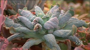 Kids in the Garden, Ep 14: Cacti and succulents - ABC Education