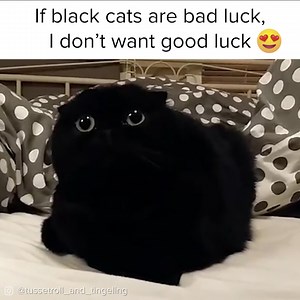 Black Cats Are The Cutest | BuzzFeed Canada