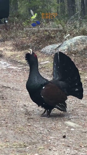 Western Capercaillie (Tetrao urogallus)