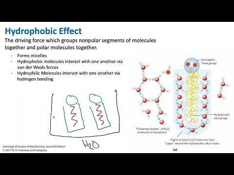 Hydrophobic Effect | Biochemistry