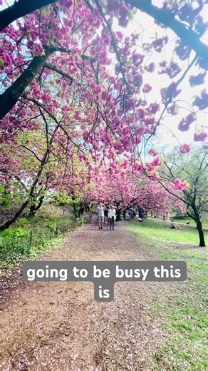 Cherry Blossoms in Central Park on the Westside by Nyle Lynn