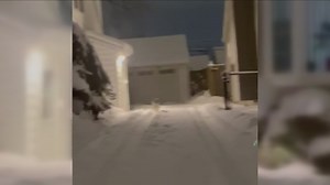 Residents report coyotes roaming the Town of Tonawanda; what to do if you see one