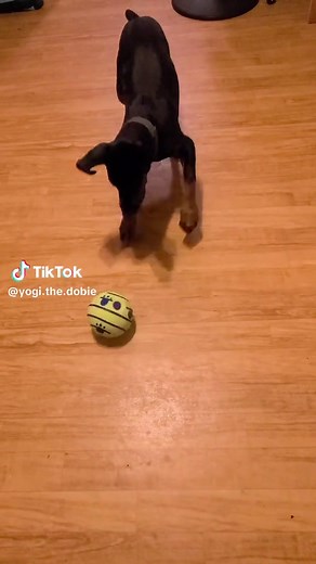 Best Outdoor Toys for Dogs: Fun and Engaging Options