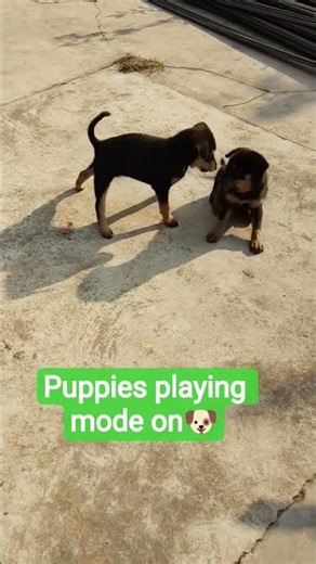 Puppies playing mode on🐕#puppies life🐶#cutebaby#cute