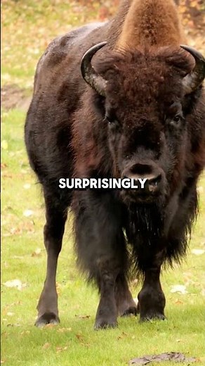 This 2,000lb Beast Can Jump Higher Than You Think #animalfacts #wildlife