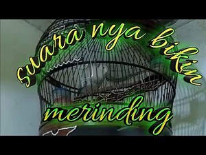 Puter pelung suara panjang / suara bikin merinding ( mastering )