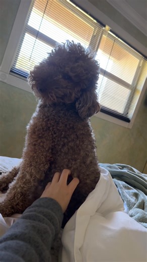 The sleepiest baby #cockapoo #cockapoosoftiktok | Cockapoo Dog