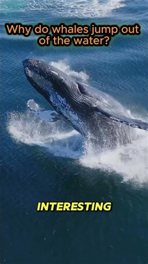 Why do whales jump out of the water?#shorts #animals #whale