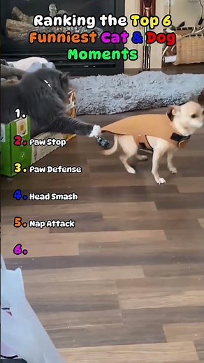 Viral Cat Dog Clips