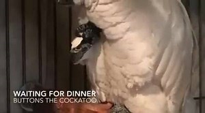 Waiting Patiently for Dinner | Buttons the Cockatoo