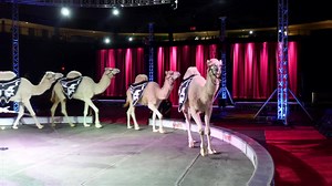 Garden Bros Circus on Reels