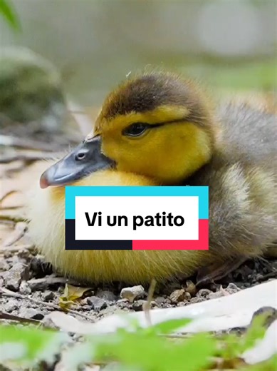 Encuentro tierno con un patito criollo en Costa del Este