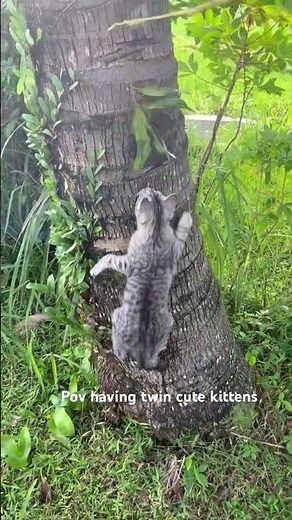 Playing outside with kittens #cat #pets #catvideos