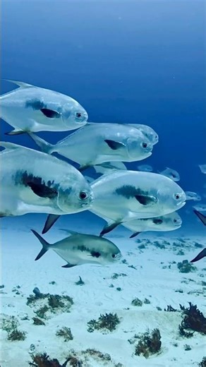 The Size of THAT Fish.