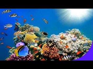24 HOURS of Coral Reef Relaxation 🌊 Calming Ocean Scenery in HD