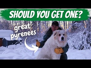Great Pyrenees Breed Review: Alaskan Edition