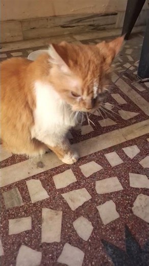 #cat #vikramvibes #petcareprovider #cute #vikramcomedy