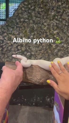 Rare snake “Albino python” #snake