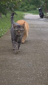 Walking like a real gangsta 😼 | Rika Febriana