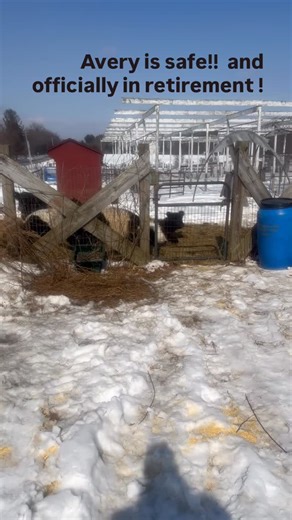 Totten Family Farm on Instagram: "Avery is safe, protected and officially retired !! All is good!! ❤️🐮. He’s earned his peace! Avery has been the foundation sire of our herd for many years and now is peacefully retired! It was a crazy few days and many weeks with these frigid cold temps. Thanking everyone for your support! This was an important post, ranching is not always beautiful cows grazing in green pastures. Like people, bulls can be extremely dangerous not only to the herd, but to the ra