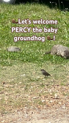 Say hello to Percy our new baby groundhog! He predicts 6 more weeks of awesome 🌞