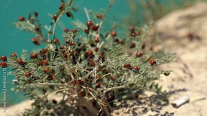 Ladybugs during the Breeding Season.Beetles on Plant Leaves