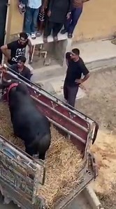 Dangerous bull unloading in gulshan e Maymar 😲😲😲 #Qurbaniقربانی #SEASON2021 | Qurbani - قربانی