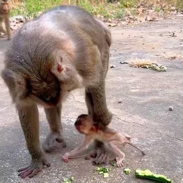 Health Check — Mama STEPHENIE Stays Close to Her Baby 🐒💛 #Shorts