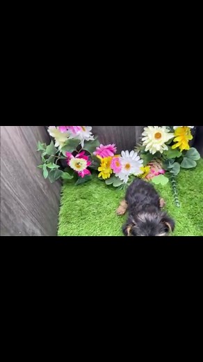 Yorkie Puppies Available for Adoption Near You