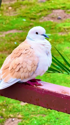 Morning Dove Bird Chirping 4K | Relaxing Dove Sounds | Beautiful Dove Bird Watching Video