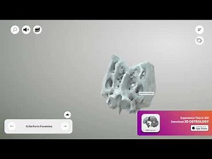 Ethmoid Bone - Cribriform foramina