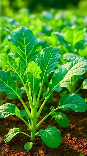 Did you know? Ordinary kale is actually a super veggie!