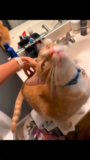 These Orange Cat Behavior Are So Funny 🐱🤣 | Funny Compilations.
