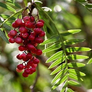 Pepper Tree: Seeds, Necessary Care and more ▷➡️ Postposmo