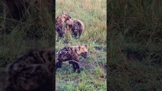 Must-See Moment: Hyena Cubs Play Wildly