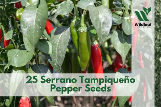 25 Serrano Tampiqueño Pepper Seeds – Capsicum Annuum Chili - Etsy
