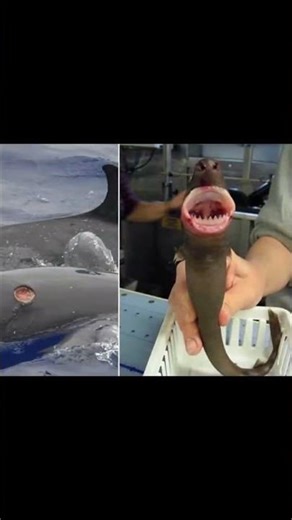 A 50cm Shark That Takes Bites Out Of Whales! #marinebiology #oceanlife #marinemystery #shark