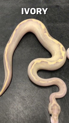 Changing A Python’s Color #shorts