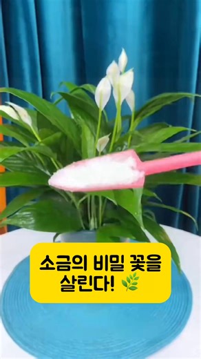 88K views · 1.1K reactions | 믿을 수 없는 꽃 키우기 비법!  끝까지 보지 않으면 놓치는 거예요! 이 방법이 이렇게 효과적일 줄이야! 勞 #fyp #viral #plantcare #gardeningtips #trending | Olive - Organic Nature & Lifestyle | Facebook