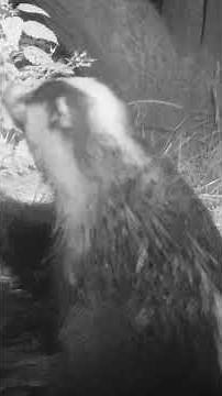 This badger's bath time routine is hilarious 🧼