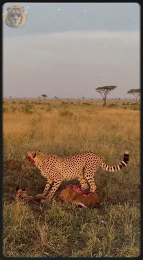 The zebra pranked the cheetah who was eating - RARE FUNNY WILD #animalsvideo #WildlifeFunny