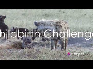 Hyenas' Reproductive System Unveiled