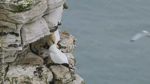 Northern Gannet, Morus bassanus, pair of birds on cliffs, Bempton Cliffs, North Yorkshire, England